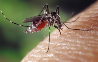 Львовянин привез в Украину малярию: что известно о заболевании