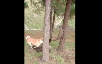 В Индии собаки стянули варана с дерева (видео)