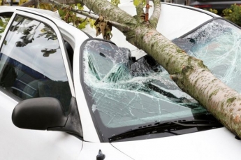 В Запорожье на авто рухнуло огромное дерево (ФОТО)