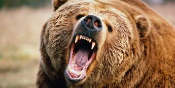 В России медведь растерзал женщину на глазах у ребенка и мужа