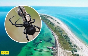 В Украине на популярном курорте туристку укусил смертельно опасный паук