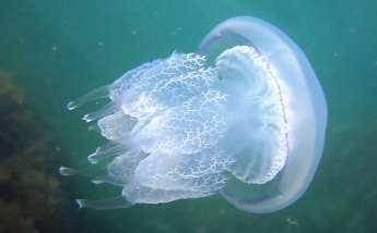 Видео из Бердянска шокирует - такого количества медуз вы еще никогда не видели