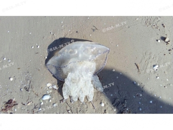 В Примпосаде берег усеян медузами – отдыхающие верят, что они лечат коронавирус (фото, видео)
