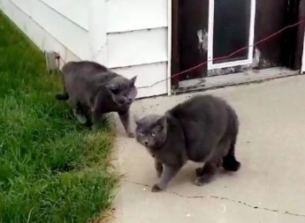 Женщина услышала крики своей кошки и выбежала на улицу - увиденное потрясло не только ее
