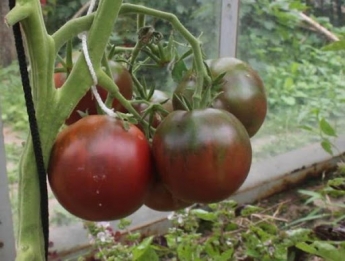 В Мелитополе на рынках появились черные помидоры (фото)