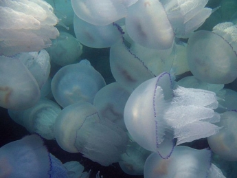 Воняет на весь пляж - в Кирилловке отдыхающие натирают больные места дохлыми медузами (видео)