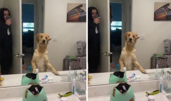 Собака увидела себя в зеркале во время игры в прятки - реакция сделала ее 