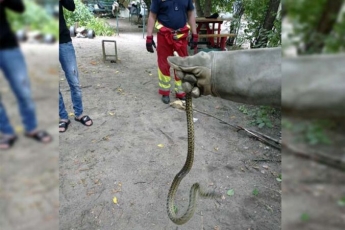 В Днепре в центре города на детской площадке обнаружили змею