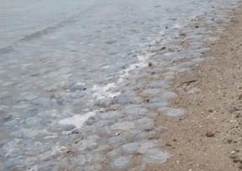 Месиво из медуз  - в сети показали, как сейчас побережье Азовского моря выглядит (видео)