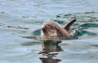 Курьезы. В Железном Порту дельфин резвился рядом с лодкой (видео)