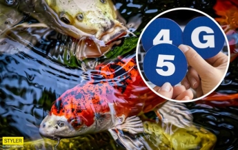 Волны 3G и 4G безвредны: ученые провели эксперимент на рыбах