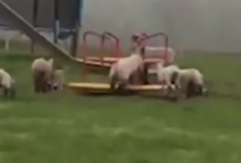 Стадо овец забралось на детскую площадку - таких игр там не устраивал никто, видео