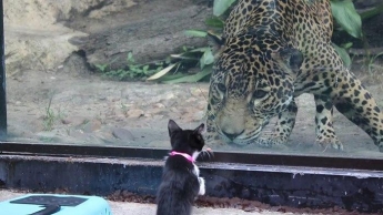 Кошка встретила леопарда - что произойдет дальше, не мог представить никто (фото, видео)