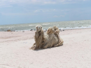 Назад в прошлое – как в Кирилловке верблюды на пляжах с туристами отдыхали (видео)