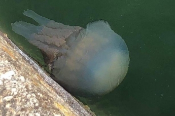 Огромная медуза-"монстр" напугала туристов - людям пришлось бежать из воды, видео