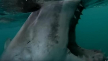 Кадры, от которых страшно: белая акула атаковала лодку с рыболовами (видео)