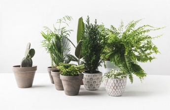 Правда или миф: комнатные растения очищают воздух 