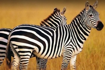 Куда смотрит зебра: Сеть обсуждает новую оптическую иллюзию
