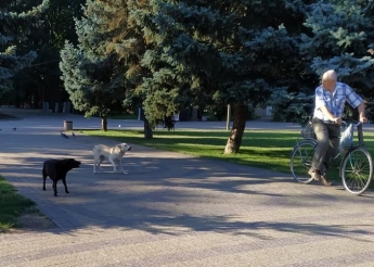 Бродячие собаки пугают отдыхающих в центральном парке (фото, видео)