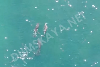 В Одессе спасли стаю дельфинов, застрявших между волнорезами