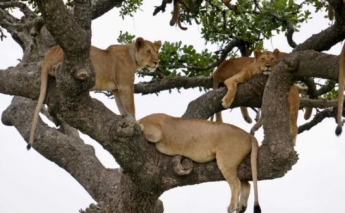 Множество львов забралось на дерево в парке - от зрелища перехватило дух, фото