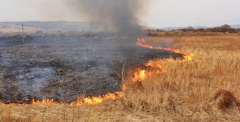 Под Запорожьем сгорело пшеничное поле: подозревают поджог