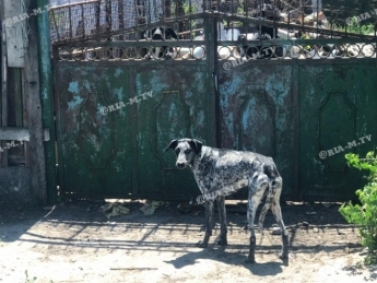 В Мелитополе во дворе хозяйки, которая умерла, осталась стая собак (фото)