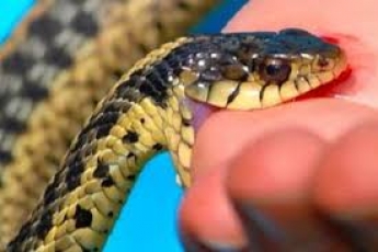 В Запорожской области семилетнюю девочку укусила змея