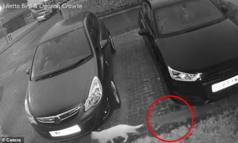 Кошка шла по улице, и внезапно за ней заметили призрака - это видео напугало многих