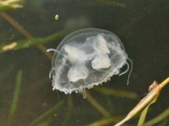 В водохранилищах Днепра появились медузы и морская рыба-игла. Состояние реки катастрофическое