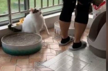 Кот "оригинально" показал хозяйке, что хочет есть, и прославился (видео)