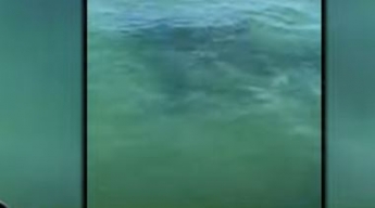 Акула-людоед 15 минут кружила вокруг лодки с туристами - пассажиры повели себя необычно