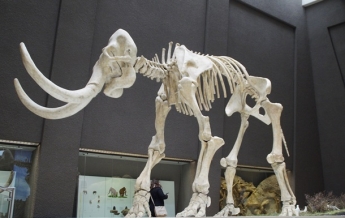 Найдены полностью сохранившиеся останки мамонта (видео)