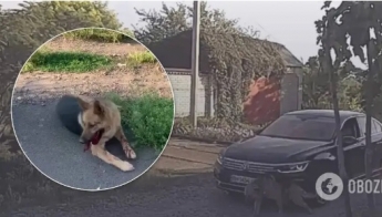 На Одесщине сын экс-"регионала" специально дважды сбил автомобилем свою собаку. Видео 18+