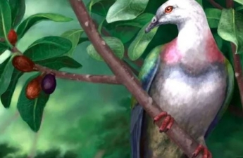 На островах Тонга нашли останки полуметрового голубя