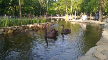 Курьезы. В Мелитополе черный лебедь пришел на дискотеку в парке (видео)