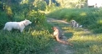 Собаки встретили на дороге хищника с мощным хвостом - такой реакции они не ожидали (видео)