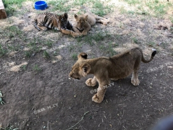 В Мелитополе львята и тигрята пошли по рукам (фото, видео)