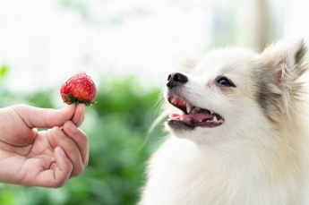 Медики рассказали, почему фрукты могут быть опасны для домашних животных
