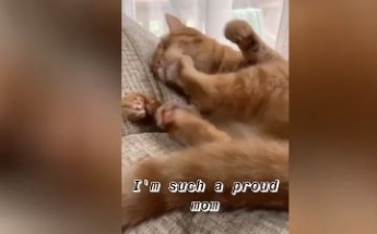 Кот устроил драку сам с собой - и это видео сделало его 
