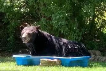 Огромный медведь забрался в детский бассейн - такого 