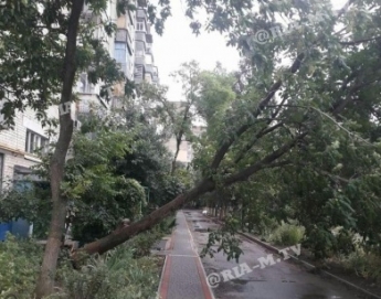 Во дворе многоэтажки в Мелитополе упало дерево (фото)