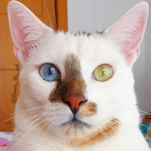 Кот родился с двумя разными глазами и стал звездой в сети, ведь люди не верят, что это не фотошоп