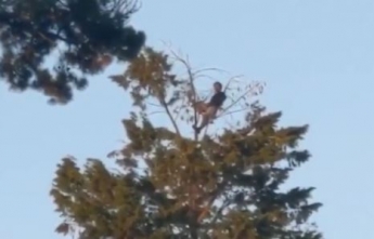 Мужчина устроил пикник на верхушке дерева - и это видео обескуражило всех