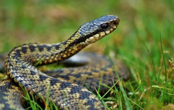 В Днепре возле дома словили огромную змею: она жутко напугала людей (фото, видео)