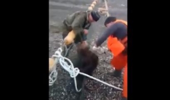 Медвежонок попался в сети рыбакам: он громко рычал и поцарапал спасателей (видео)