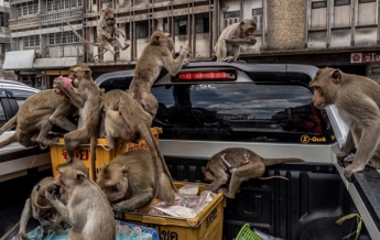 Голодные обезьяны захватили город в Таиланде (фото)