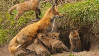 На запорожском пляже поселилась семья лисиц (ВИДЕО)
