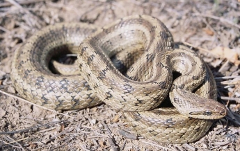 В сети появилось удивительное фото морского обеда змеи