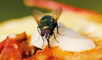Что произойдет с едой, если на нее сядут мухи